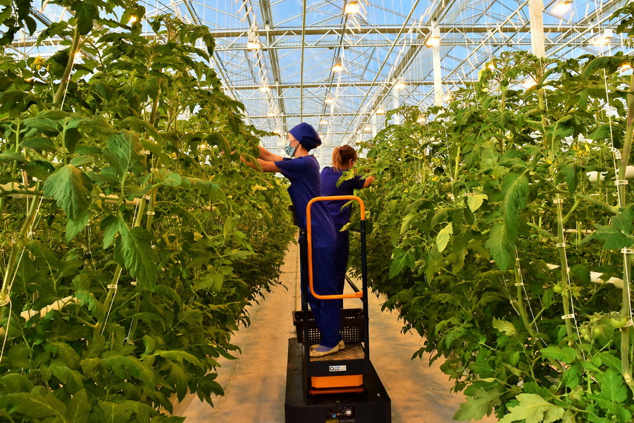 Теплицу по выращиванию томатов запустили в Капшагае