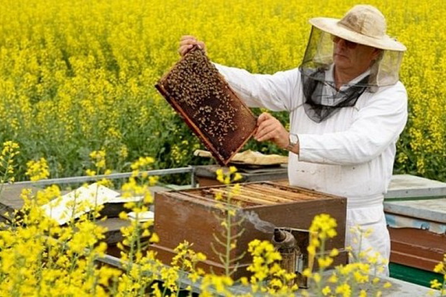 Союз пчеловодов Казахстана проведет курс повышения квалификации