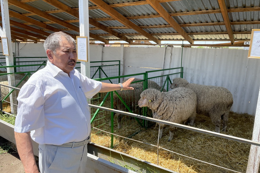 Мясную породу овец создают в Казахстане