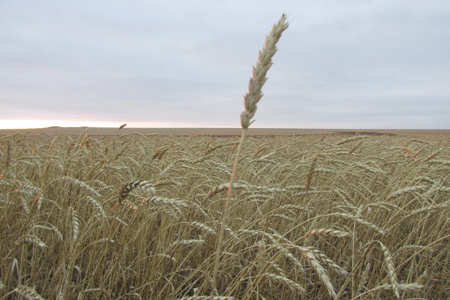 Поставки российского зерна в Казахстан вырастут на фоне экспортных квот