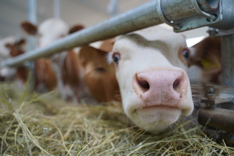 Около 4 тыс. голов скота отправлено на убой из-за бруцеллеза в ЗКО