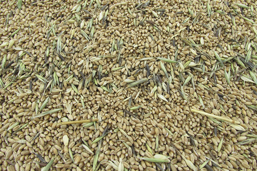 Цена тонны пшеницы превысит 100 тыс. тенге