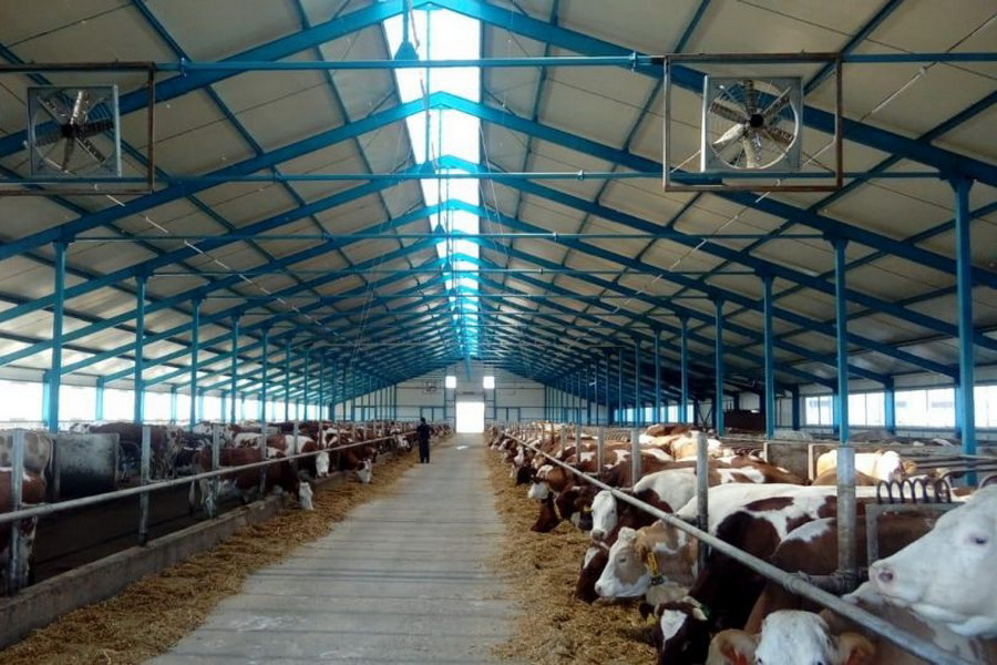 В Карагандинской области откроют восемь новых молочно-товарных ферм 