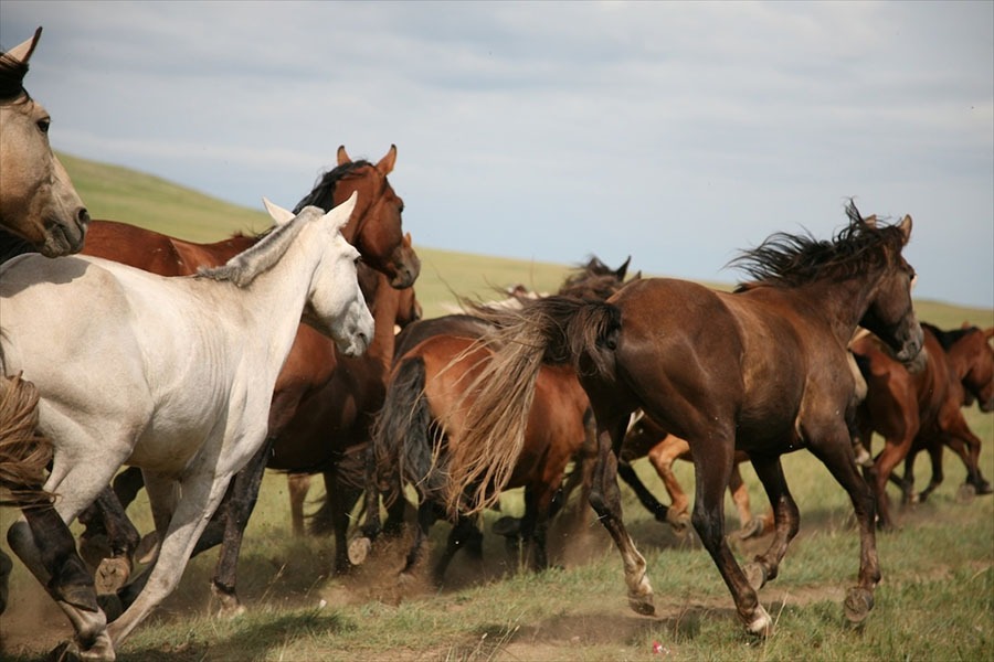 Скотокрадство сдерживает развитие животноводства в Казахстане