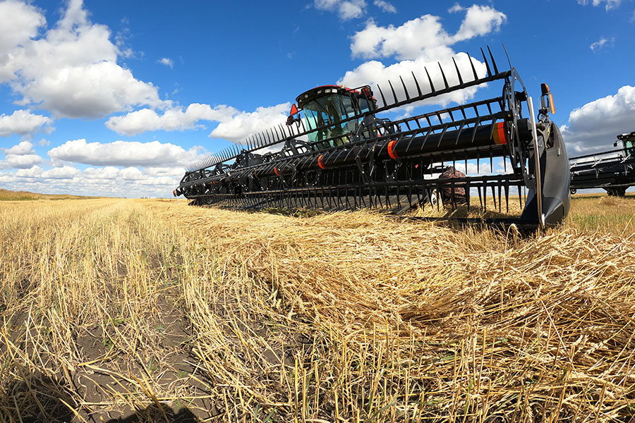 Прогноз урожая зерна в Казахстане повышен на полмиллиона тонн