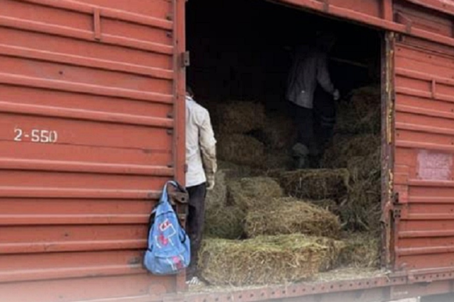 Свыше 980 вагонов с сеном доставлено в Мангистаускую область