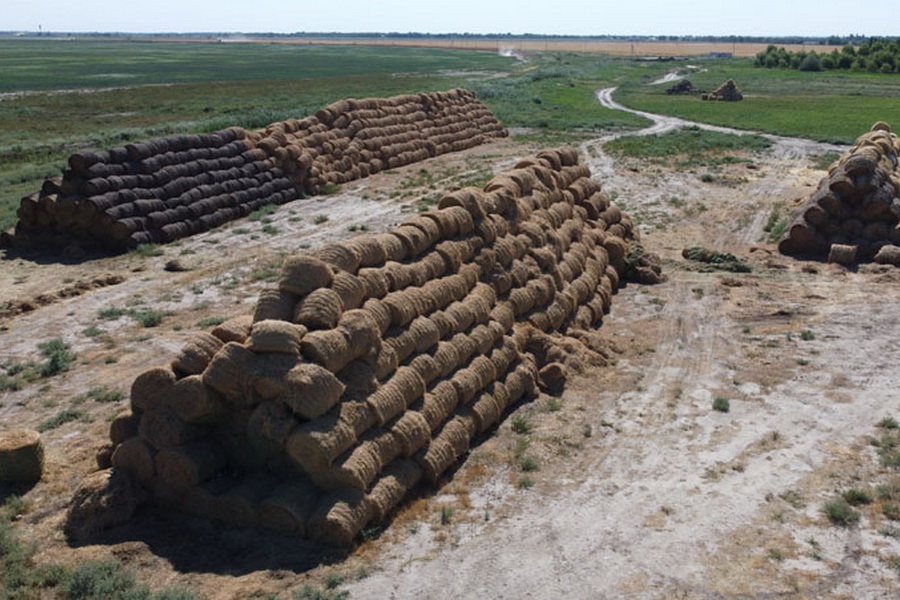 В Алматинской области заготовили более 2 млн тонн кормов