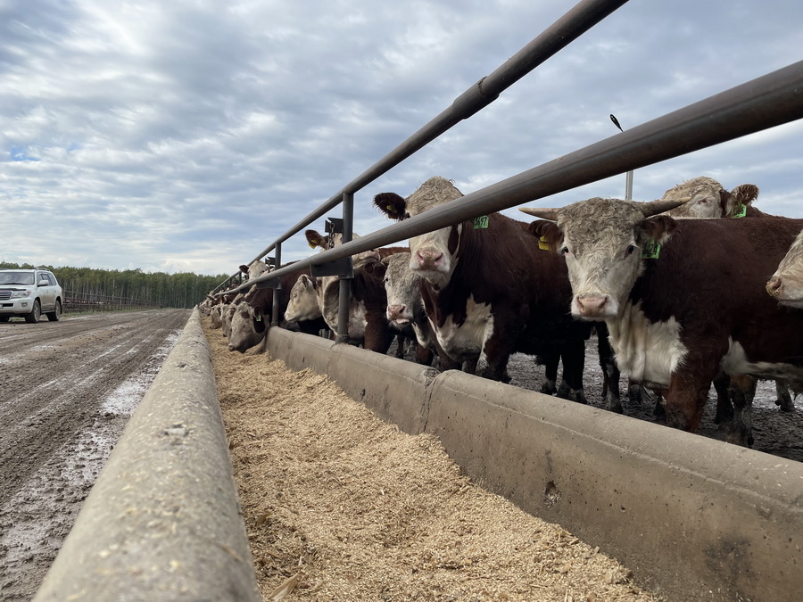 Крестьянские хозяйства переведут на новый налоговый режим до 1 марта 