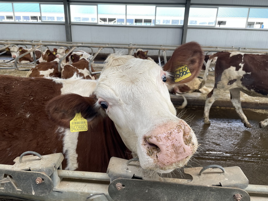 Ввести новые субсидии в молочном животноводстве предложил эксперт