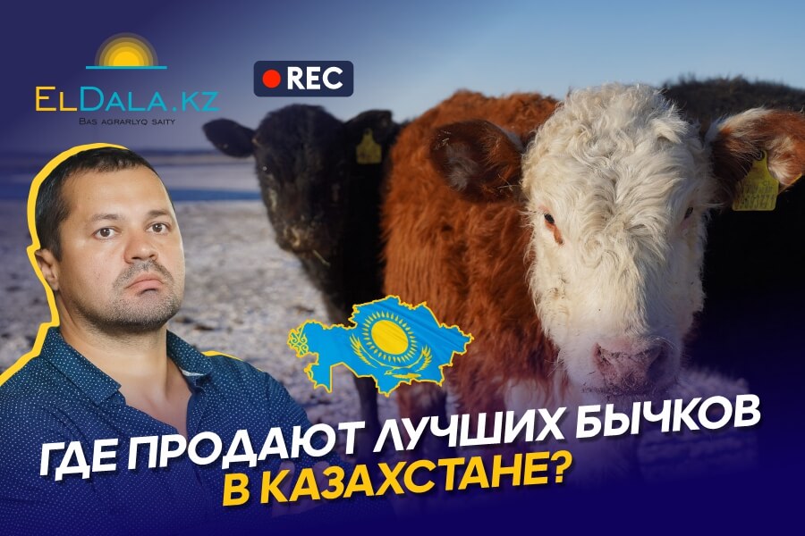Где купить Акбасов в Казахстане? Цены на скот, объем предложения и рынок КРС