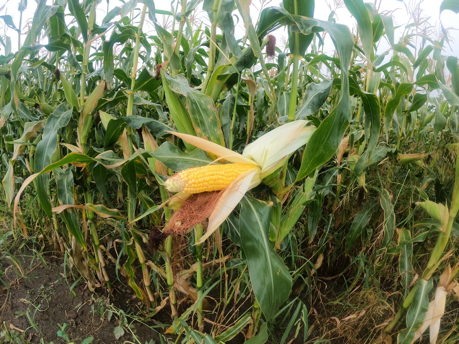 Какая урожайность кукурузы. Урожай кукурузы. Отходы кукурузы. Презентация хранения урожая кукуруза. Maize harvesting 2017.