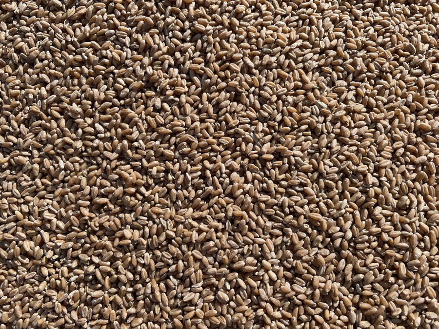 Урожайность пшеницы в России превышает 43 ц/га