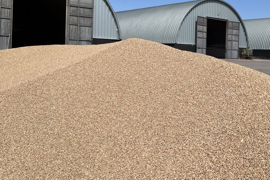 Рекордный урожай пшеницы ожидается в мире; прогноз по Казахстану снижен