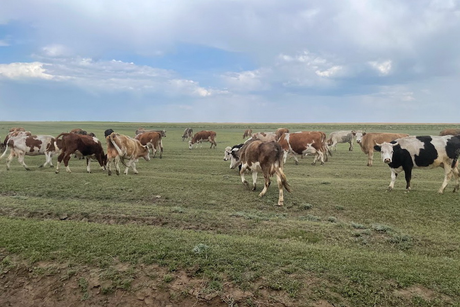 Загруженные менее чем на 50% пастбища хотят изымать в Казахстане