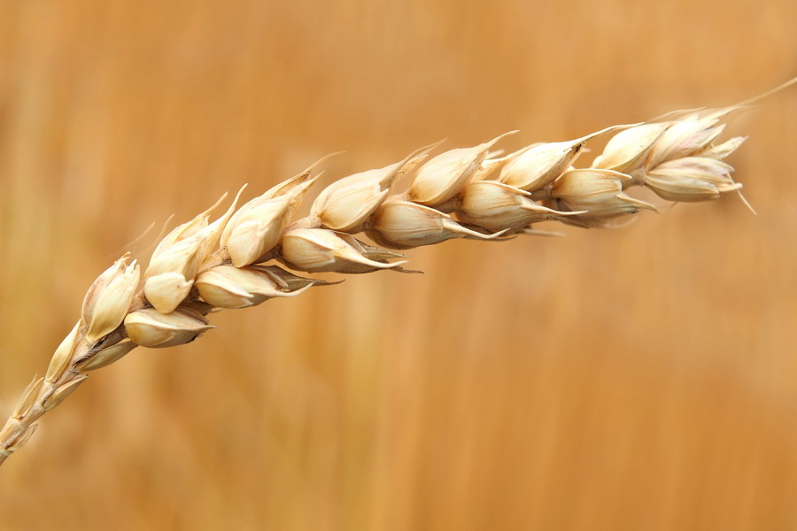 Новый сорт пшеницы КарСХОС показал высокие результаты в засуху