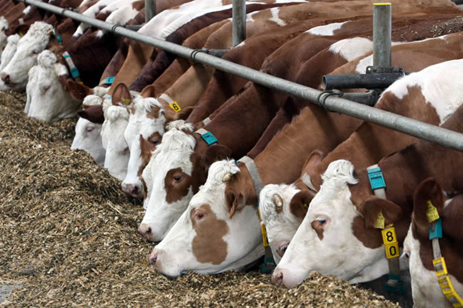 Как биотехнологии увеличивают привесы скота