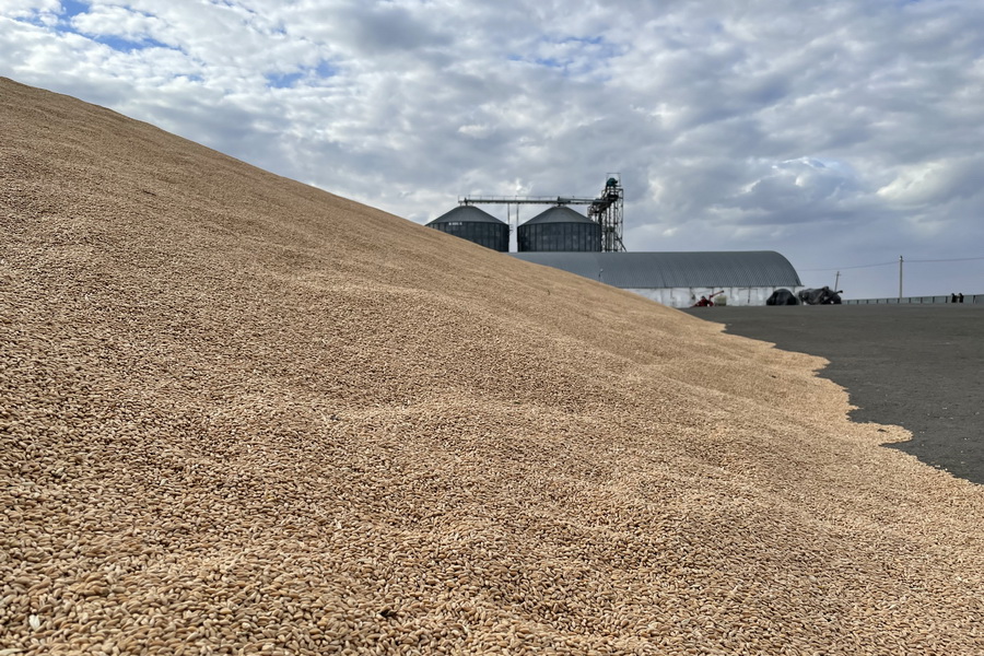 Падения цен на пшеницу на $100 с тонны ждут в Казахстане