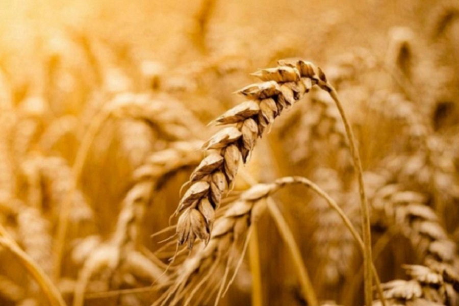 Урожай зерна в России проверят на предмет приписок