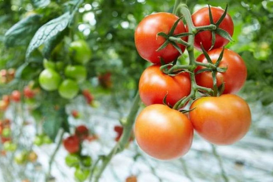 Минсельхоз введет субсидии на семена томатов и огурцов для промышленных теплиц