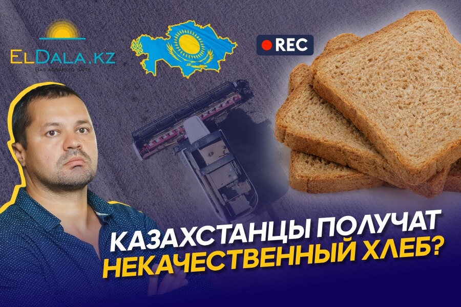 Казахстанская мука может содержать микотоксины — что будет с хлебом?