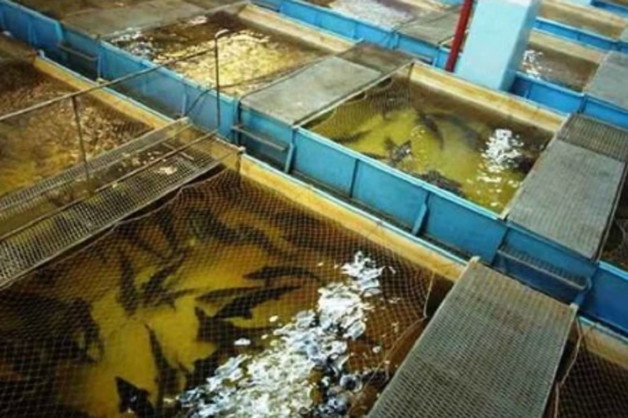 Производство рыбы в Акмолинской области увеличат на 390 тонн в год