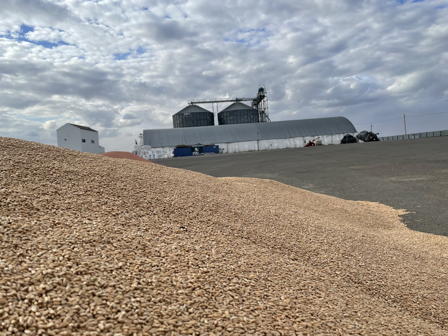 Роста цен до 200 тыс. тенге на импортные семена пшеницы  ждут в Казахстане