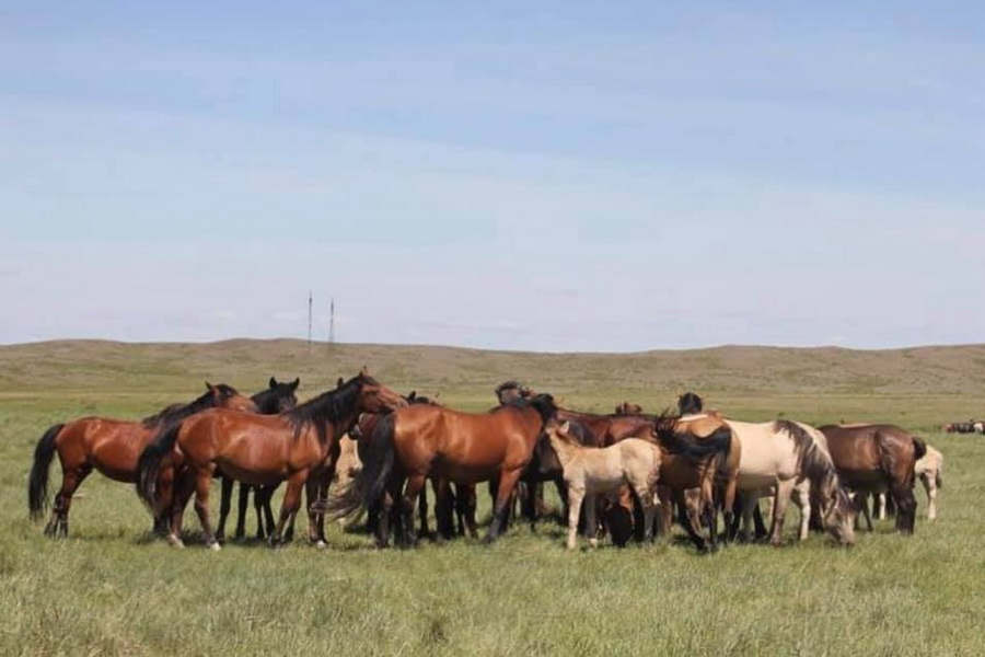 Поголовье лошадей в РК выросло вдвое за 10 лет