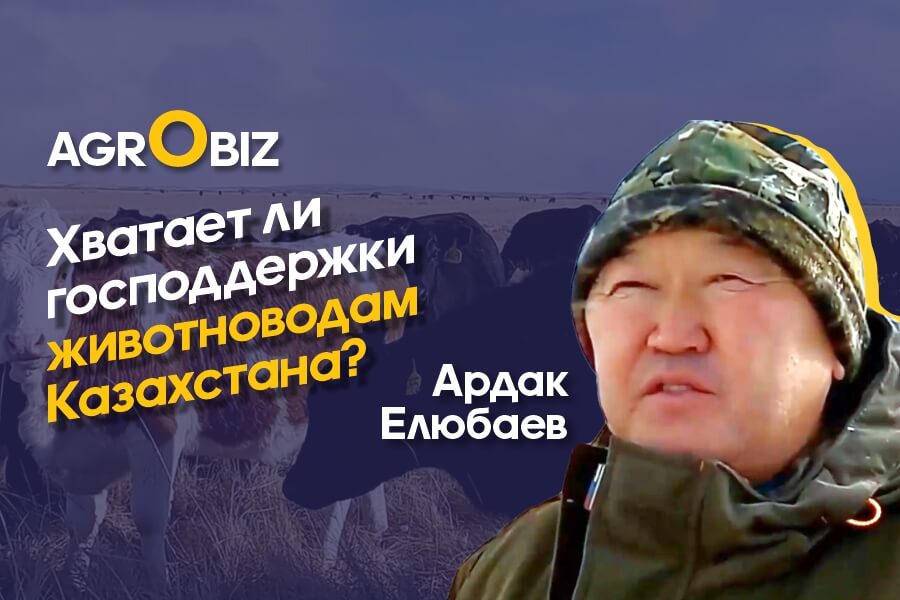﻿﻿Господдержка животноводства в Казахстане: как работают и чего не хватает фермерам?