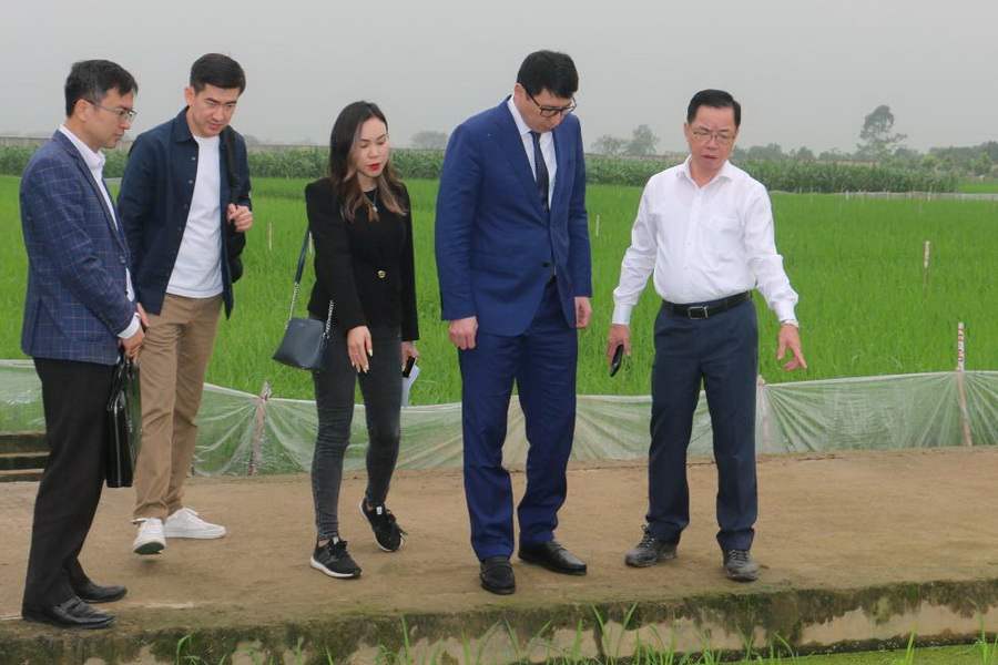 Вьетнам передал Казахстану шесть сортов риса