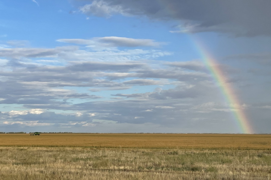 Подорожание пшеницы до 130 тыс. тенге прогнозируют в Казахстане