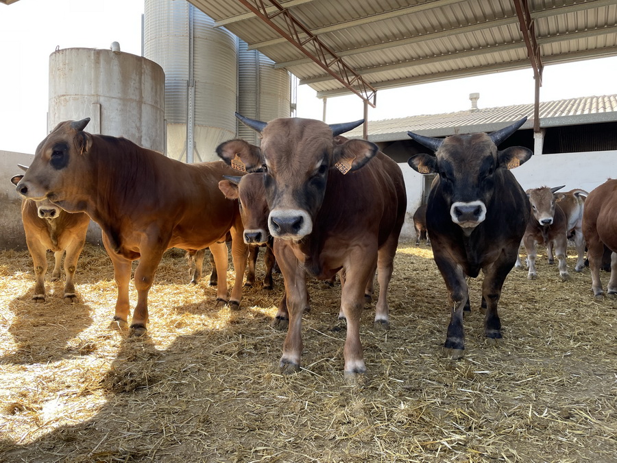 Фермерлер бұқаларды сойғаннан қалай ақша жоғалтады