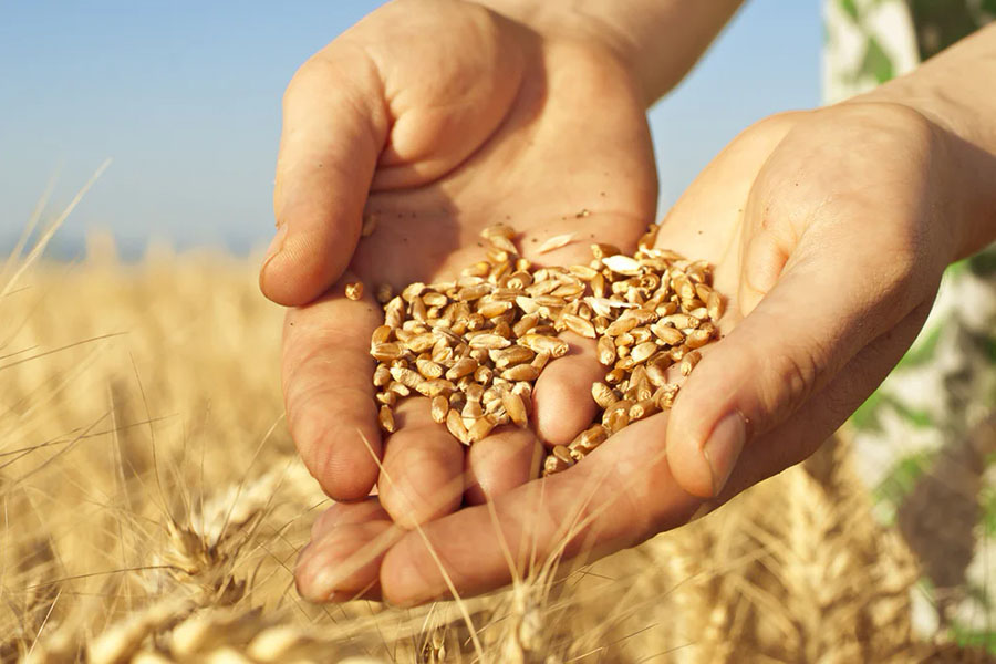 Эксперты оценивают урожай в Казахстане на 2 млн тонн ниже, чем Минсельхоз