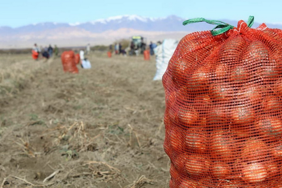 Алматы облысында 800 мың тоннаға жуық картоп жиналды