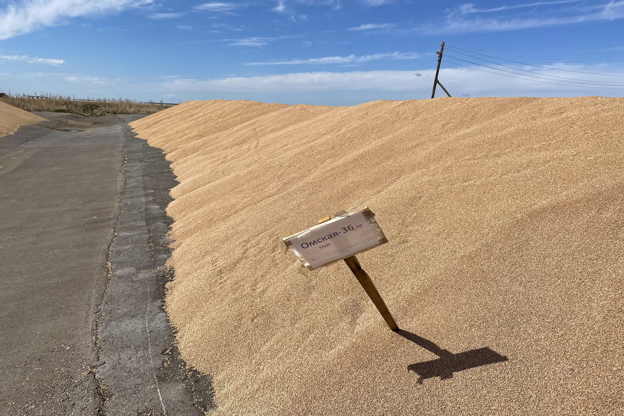 Фермеры Казахстана надеются на цену пшеницы не ниже 130 тыс. тенге/тонна