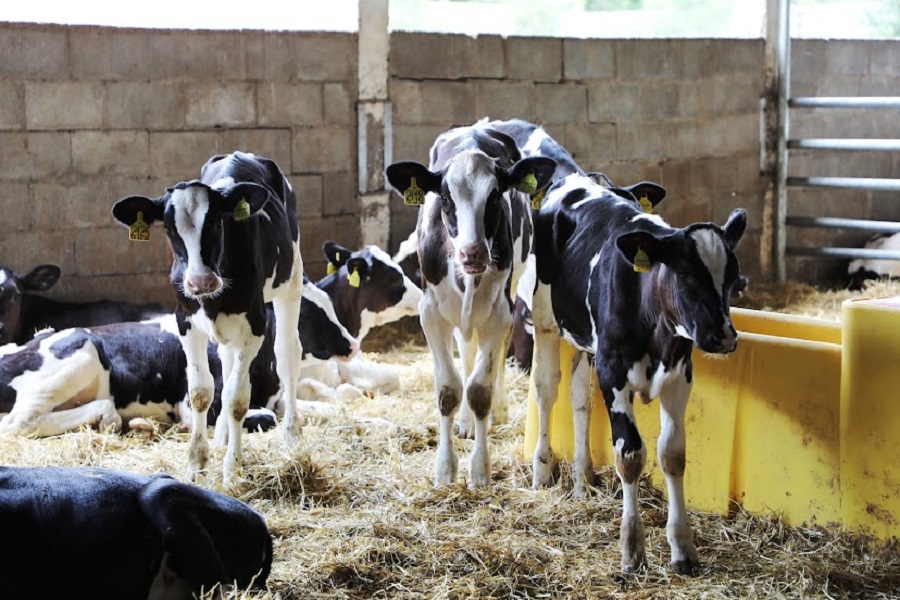 В РК растет заболеваемость скота бешенством и бруцеллезом