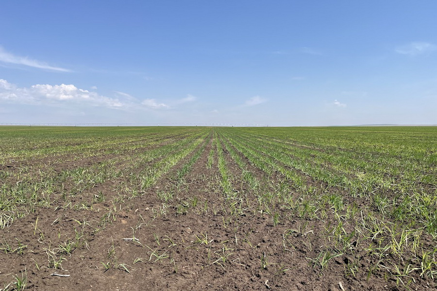 В Казахстане началось страхование посевов от засухи