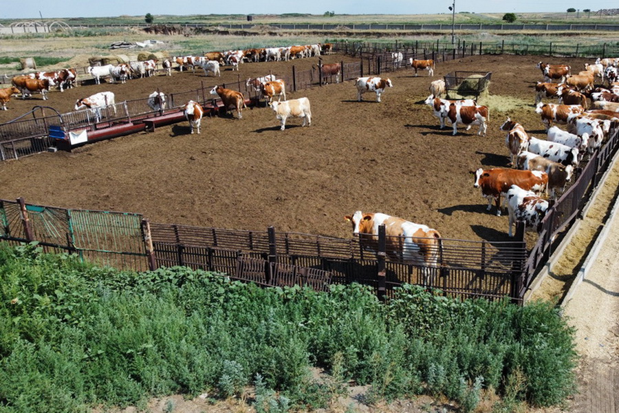 Программу голштинизации скота предлагают принять в Казахстане