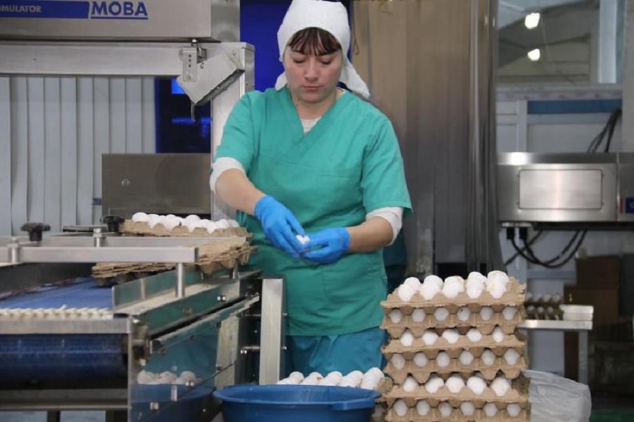 Производство яиц увеличат в Карагандинской области