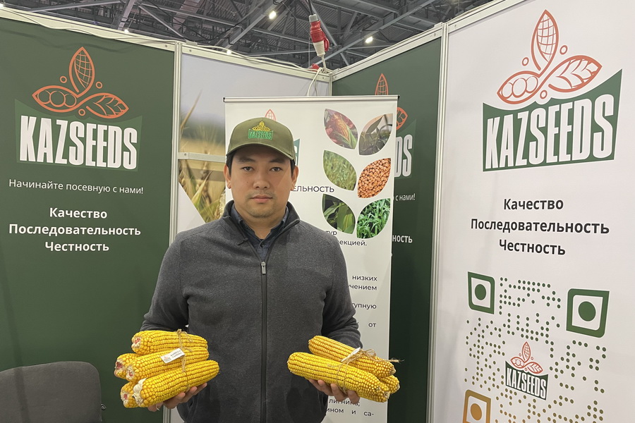 Новые гибриды кукурузы для Юга представил KAZSEEDS