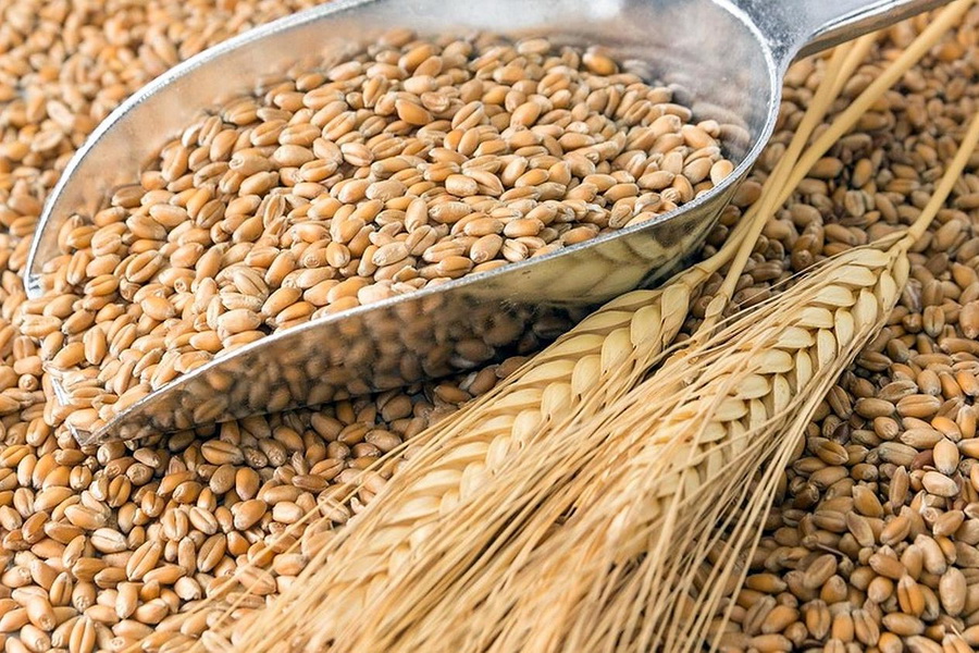 В Казахстане запасы зерновых составляют 3,5 млн тенге