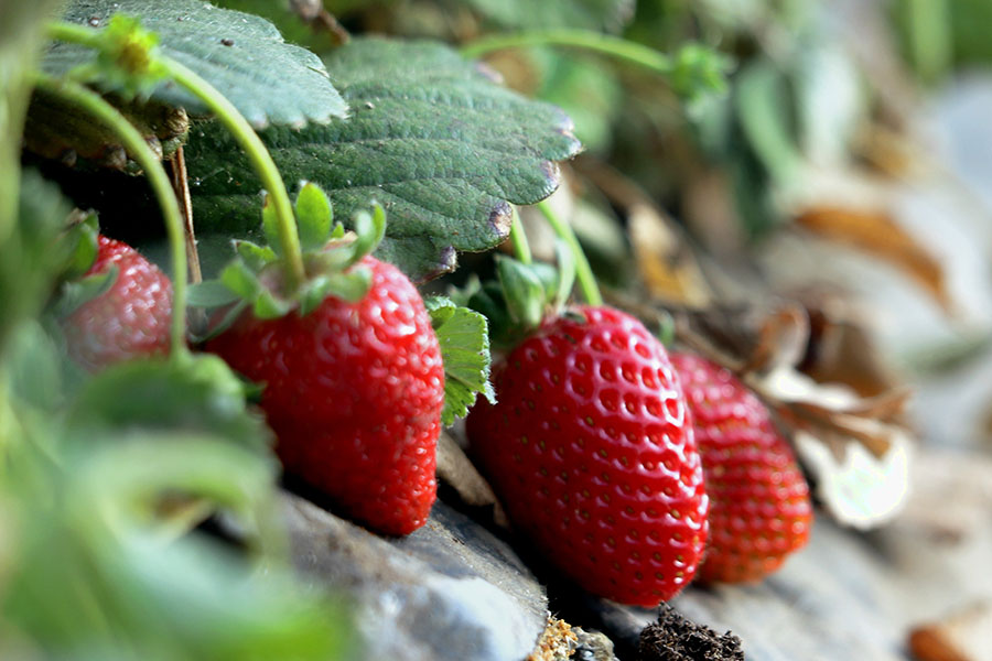 Земная ягода: почему тепличной клубнике не нужен субстрат 