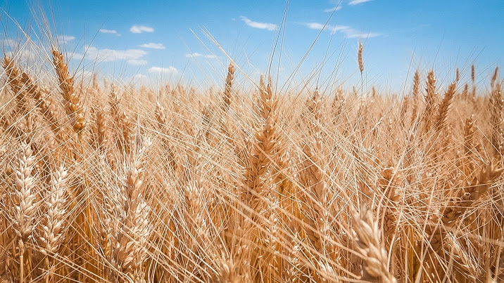 Эксперты обещают Казахстану увеличение урожая зерновых на 10%