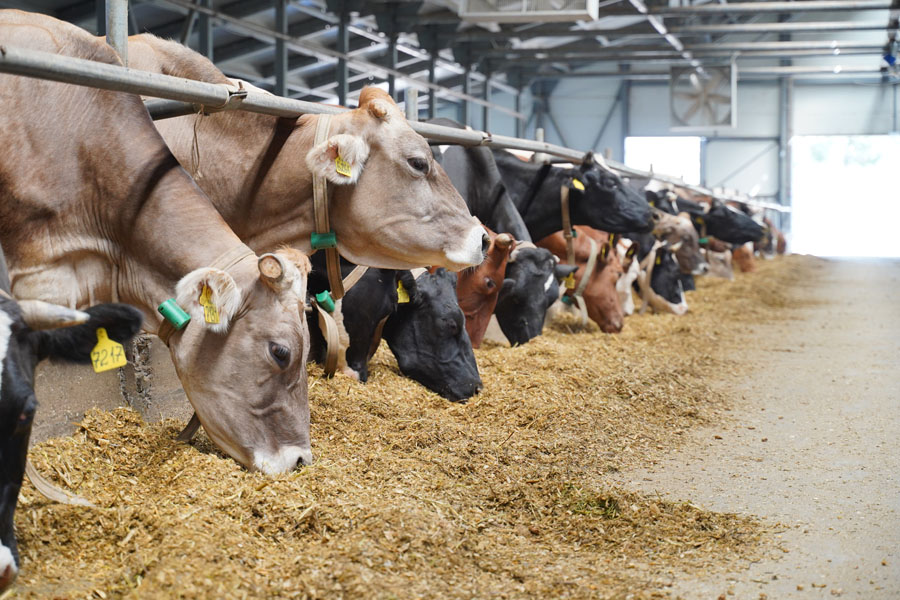 Фермеры призывают ученых развивать отечественные породы скота