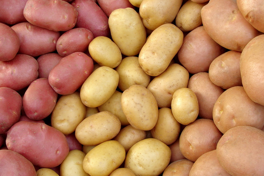 В Казахстане пересчитают запасы картофеля