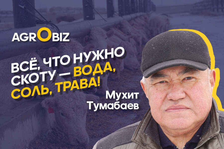 Племенные акбасы и аулиеколи Казахстана: секреты ухода и ветеринарного контроля