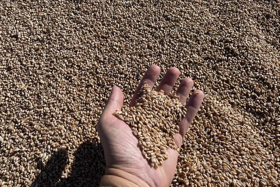 Китай запрещает использовать российское зерно в производстве кормовой муки в Казахстане