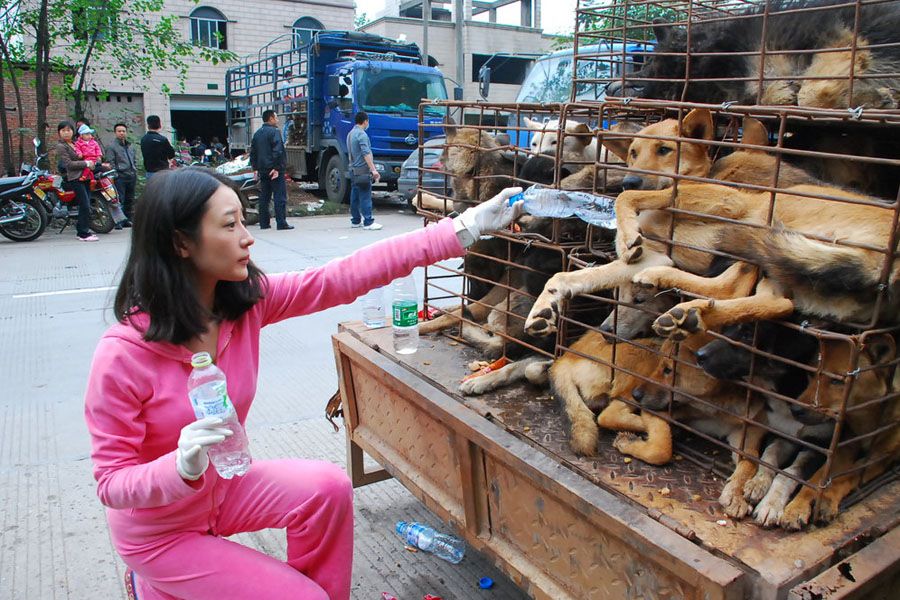 Фестиваль собачьего мяса прошел в Китае – АгроДайджест №18