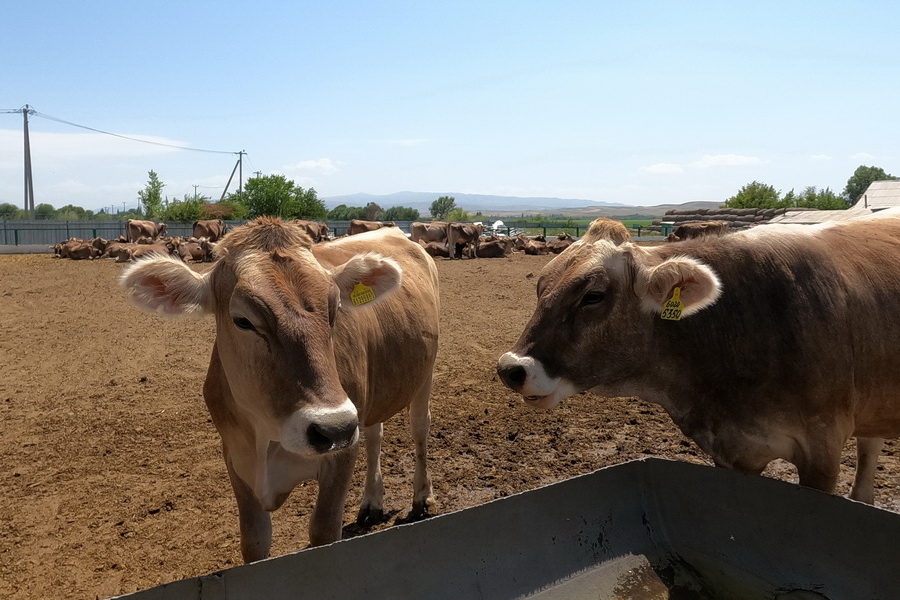 Молочную продуктивность алатауской породы развивают в Казахстане