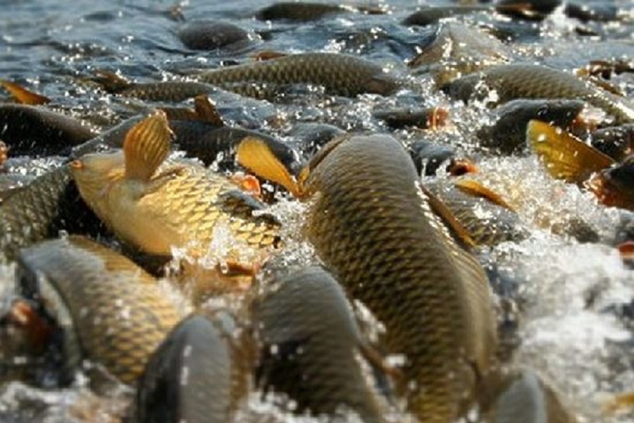 Производство рыбы в РК выросло на 30%