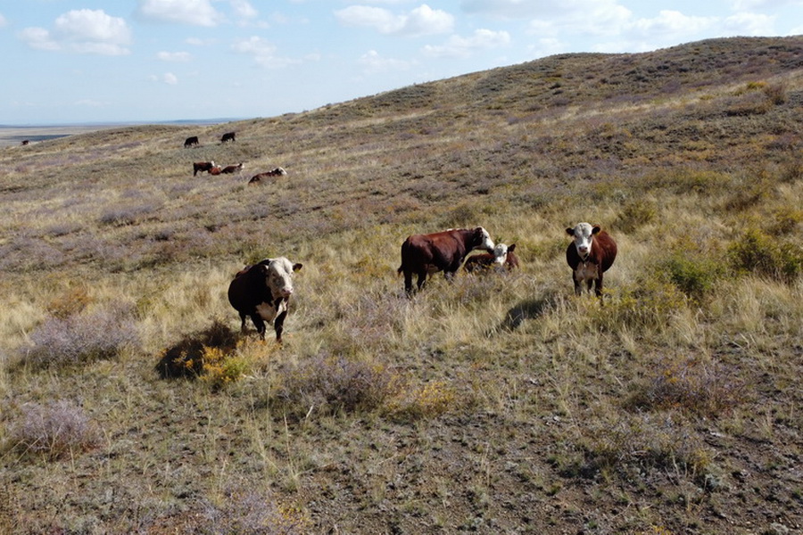 Продажи племенного скота в Казахстане снизились из-за нехватки финансирования